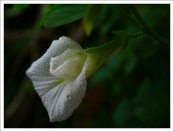 white - бесплатный image #471249